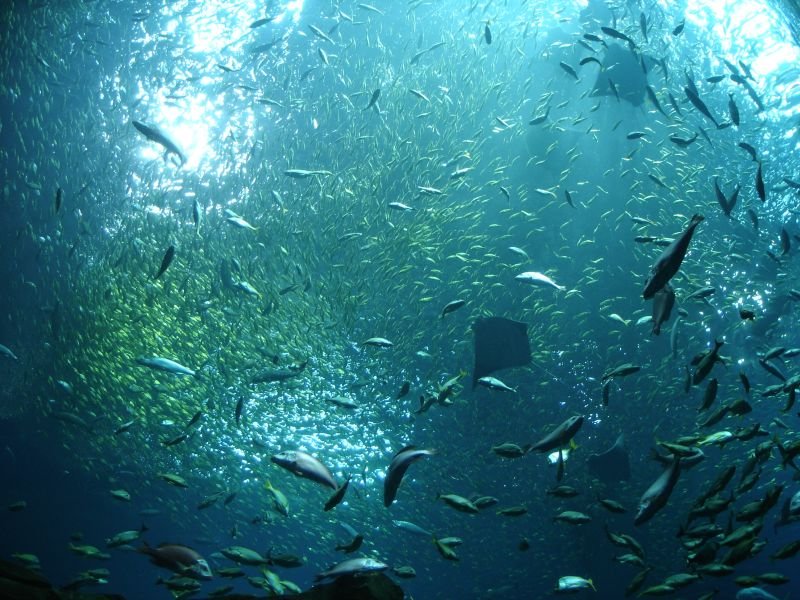 Loads of fish dating ireland