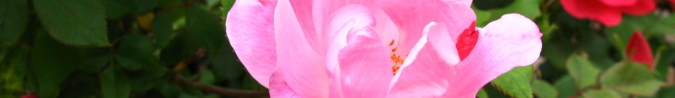The Kell Blog random header image
